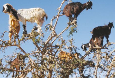 goats